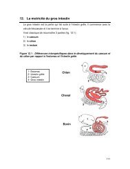 12. La motricitÃ© du gros intestin - Physiologie ENVT