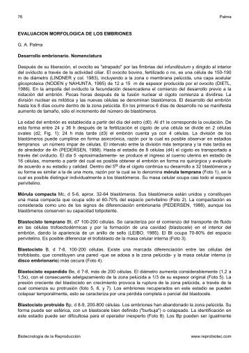 EVALUACION MORFOLOGICA DE LOS EMBRIONES ... - Reprobiotec