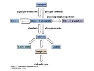 glicose-1-Fosfato