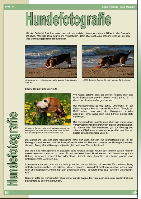 Hundehalsband mit Zugstopp - BeagleFriends - DAS Magazin