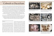 Cobweb or Dactylium - Manson Publishing