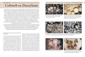 Cobweb or Dactylium - Manson Publishing