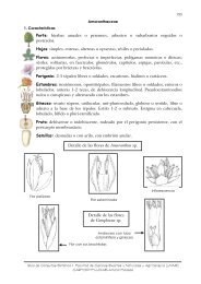 Familia AMARANTHACEAE: - Hipertextos del Ãrea de la BiologÃ­a