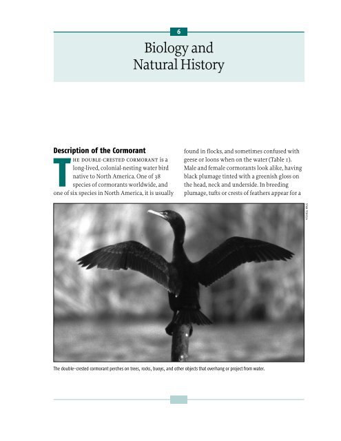 Cormorant - Wildlife Control Information