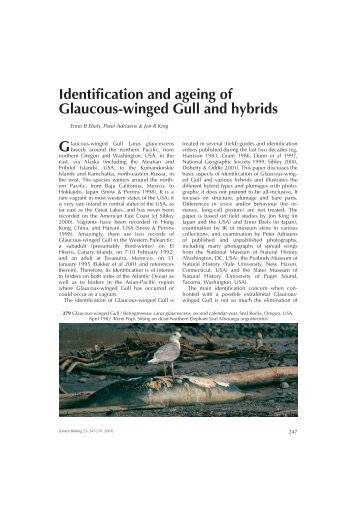 Identification and ageing of Glaucous-winged Gull ... - Dutch Birding