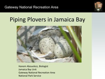 Abouelezz_Piping Plovers 2013 .pdf - New York-New Jersey Harbor ...