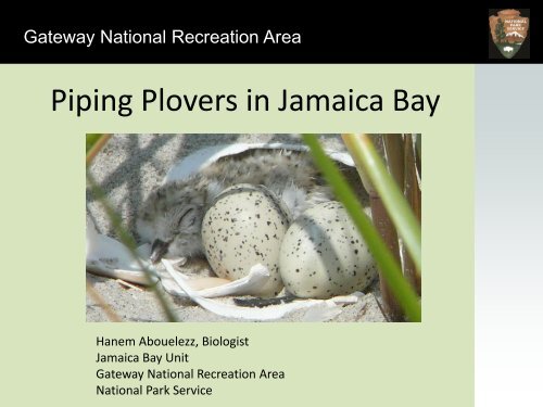 Abouelezz_Piping Plovers 2013 .pdf - New York-New Jersey Harbor ...