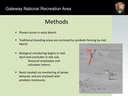 Abouelezz_Piping Plovers 2013 .pdf - New York-New Jersey Harbor ...