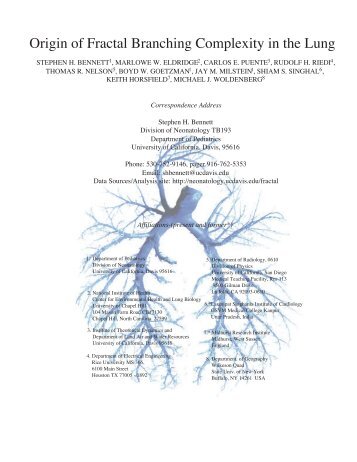 Origin of Fractal Branching Complexity in the Lung - Department of ...