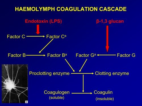 Lecture Evolution of Immunity.pdf - School of Life Sciences