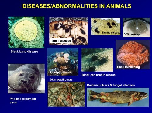 Lecture Evolution of Immunity.pdf - School of Life Sciences