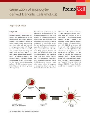 Generation of monocyte- derived Dendritic Cells (moDCs) - PromoCell