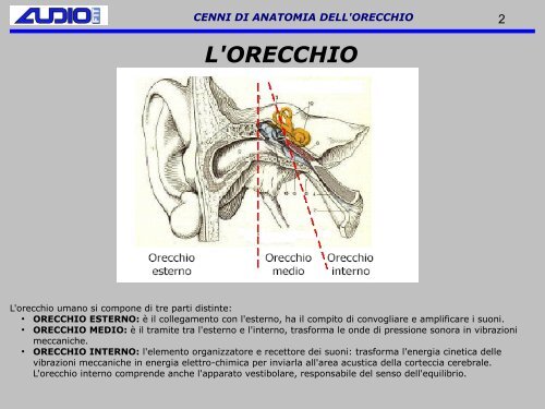 CENNI DI ANATOMIA DELL'ORECCHIO