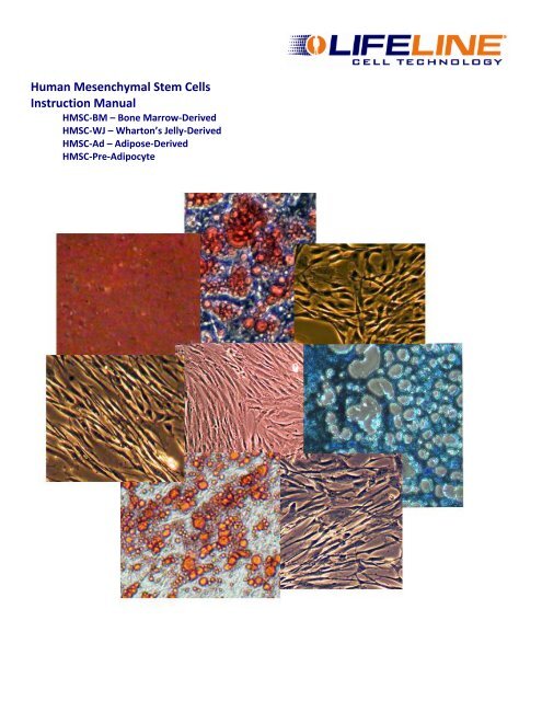 Human Mesenchymal Stem Cells Instruction Manual - Lifeline Cell ...