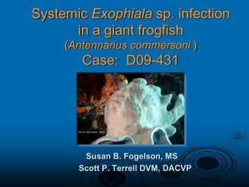 Systemic Exophiala Infection in a Giant Frog Fish (Antennarius ...