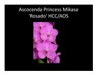 Ascocenda Princess Mikasa 'Rosado' HCC/AOS