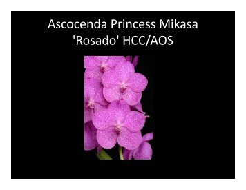 Ascocenda Princess Mikasa 'Rosado' HCC/AOS