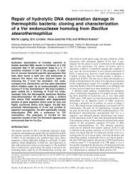 Repair of hydrolytic DNA deamination damage in thermophilic bacteria