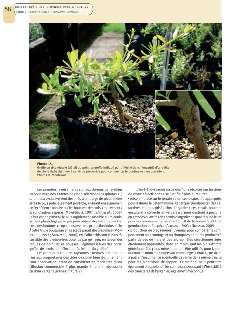 Multiplication végétative de l'arganier, Argania spinosa, au Maroc ...