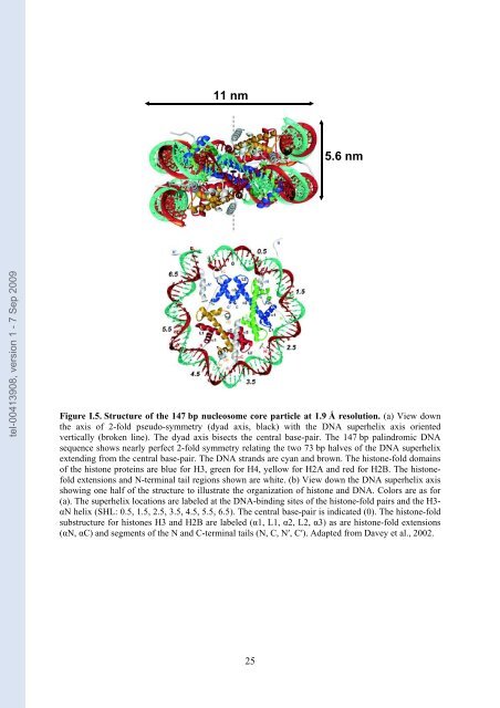 Etudes sur le mécanisme de remodelage des nucléosomes par ...