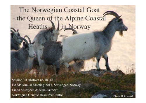 The Norwegian Coastal Goat - the Queen of the Alpine Coastal ...