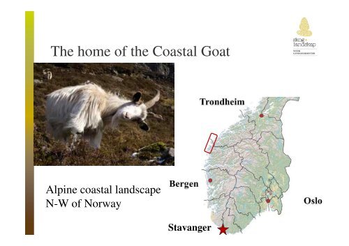 The Norwegian Coastal Goat - the Queen of the Alpine Coastal ...