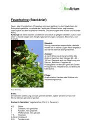 Steckbrief Feuerbohne - Gartenfreunde Bremen