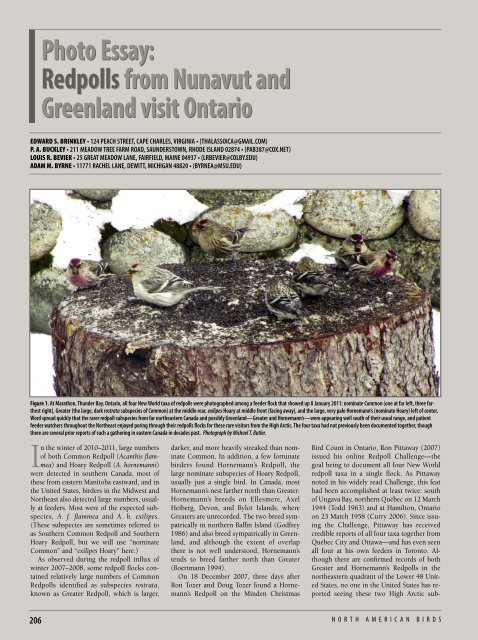 Photo Essay: Redpolls from Nunavut and Greenland visit Ontario ...