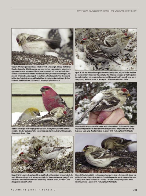 Photo Essay: Redpolls from Nunavut and Greenland visit Ontario ...