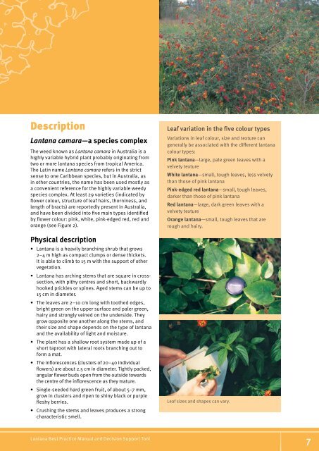 The lantana profile - Weeds Australia