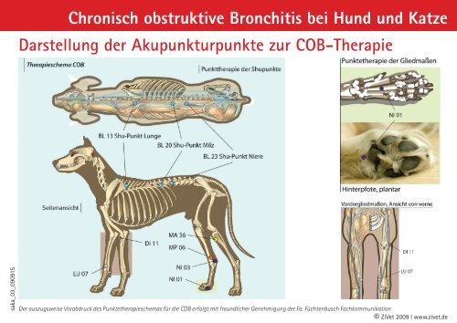 Chronisch obstruktive Bronchitis bei Hund und Katze ... - Zivet.de