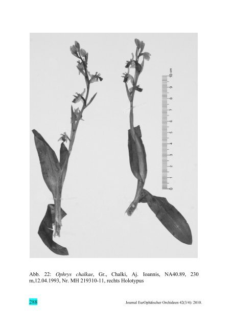 Beitrag zur Orchideenflora der ostägäischen Inseln Chalki ... - Tilos