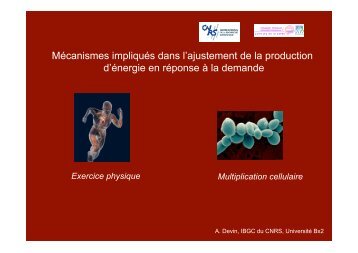 Anne Devin - MeetOchondrie - CNRS