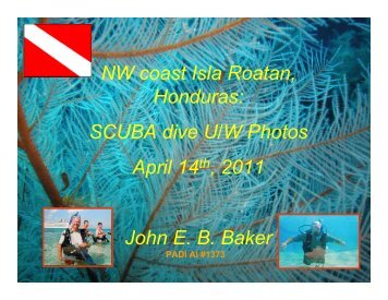 NW coast Isla Roatan, Honduras: SCUBA dive U/W Photos April ...