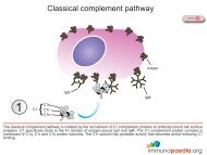 Classical pathway.pdf - Immunopaedia