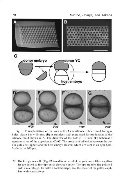 Molecular Methods in Developmental Biology Molecular Methods in ...