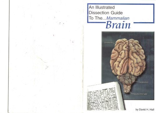 Sheep Brain Dissection Guide - Mr.E Science