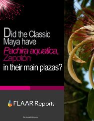 Did the Classic Maya have Pachira Aquatica ZapotÃ²n