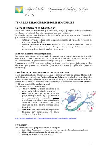 TEMA 5. RECEPTORES SENSORIALES - BiologÃ­a El Valle