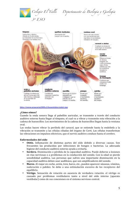 TEMA 5. RECEPTORES SENSORIALES - BiologÃ­a El Valle