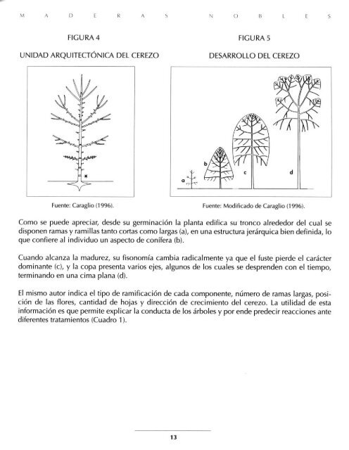 Cerezo comÃºn (Prunus avium)