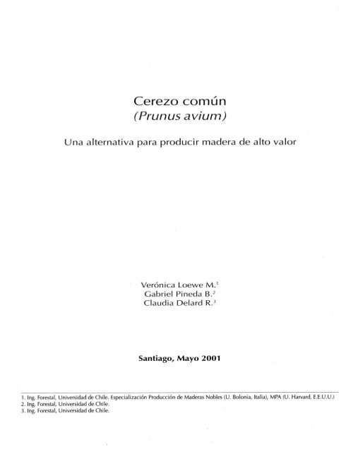 Cerezo comÃºn (Prunus avium)