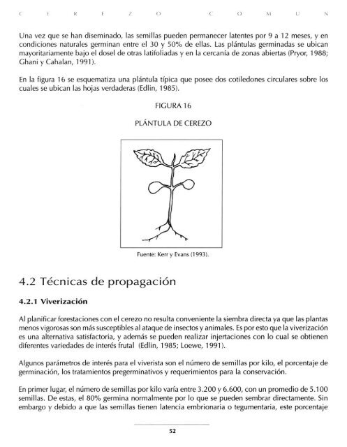 Cerezo comÃºn (Prunus avium)