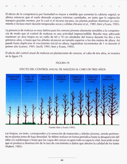 Cerezo comÃºn (Prunus avium)