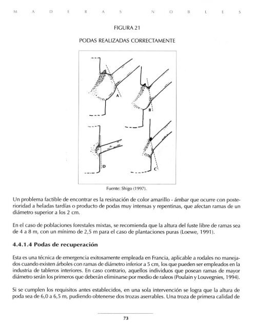 Cerezo comÃºn (Prunus avium)