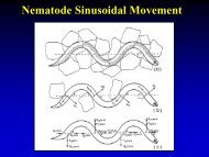 Nematode Sinusoidal Movement