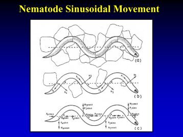 Nematode Sinusoidal Movement