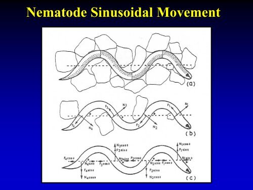 Nematode Sinusoidal Movement