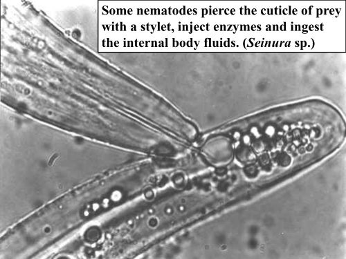 Nematode Sinusoidal Movement