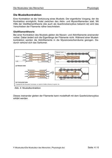 Die Muskulatur des Menschen